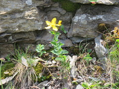 Hypericum richeri burseri