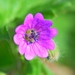 Dove's-foot Crane's-Bill Complex - Photo (c) Kostas Zontanos, some rights reserved (CC BY-NC), uploaded by Kostas Zontanos