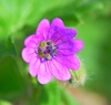 Dove's-foot Crane's-Bill Complex - Photo (c) Kostas Zontanos, some rights reserved (CC BY-NC), uploaded by Kostas Zontanos