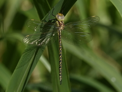 Austrogynacantha heterogena