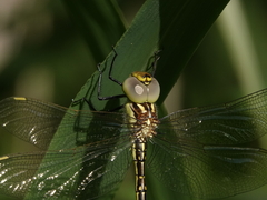 Austrogynacantha heterogena