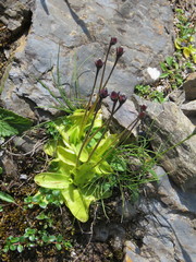 Pinguicula grandiflora