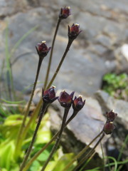 Pinguicula grandiflora