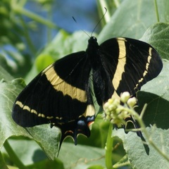 Papilio garamas garamas
