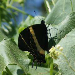 Papilio garamas garamas