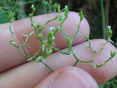 Valeriana clematitis