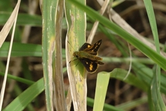 Ocybadistes knightorum