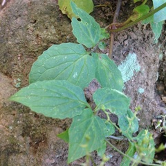 Valeriana clematitis