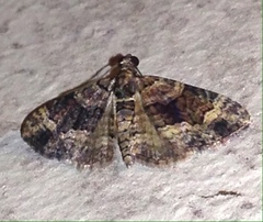 Eucymatoge peplodes