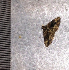 Eucymatoge peplodes