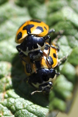Ceratomegilla notata