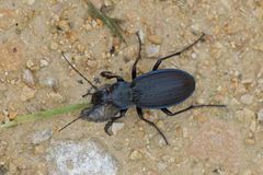 Carabus monilis