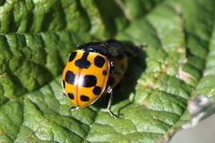 Ceratomegilla notata