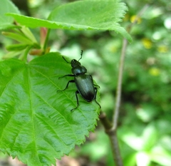Platycerus