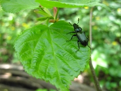 Platycerus