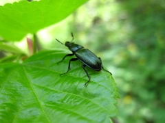 Platycerus