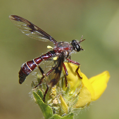 Daptolestes limbipennis