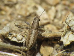Charagmus intermedius
