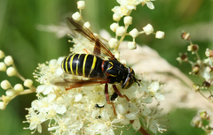 Spilomyia diophthalma