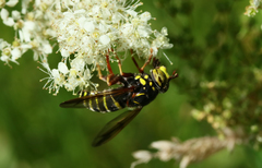 Spilomyia diophthalma