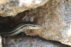 Ctenotus labillardieri