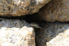 Ctenotus labillardieri