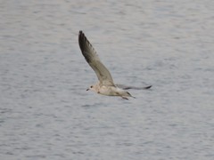 Larus canus