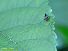 Teleopsis quadriguttata