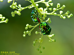 Lamprocoris lateralis