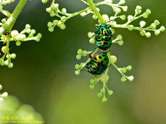 Lamprocoris lateralis