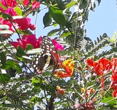 Papilio demodocus demodocus