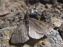 Macaria fusca
