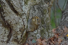 Tamiops maritimus formosanus