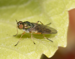 Australoactina incisuralis