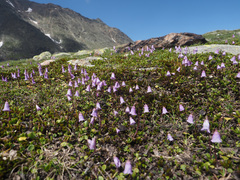 Soldanella pusilla
