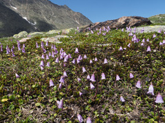 Soldanella pusilla