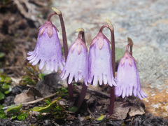 Soldanella pusilla