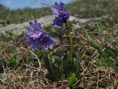 Primula glutinosa