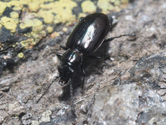 Bembidion bipunctatum