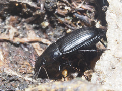 Amara erratica