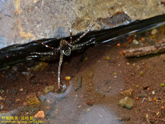 Dolomedes raptor