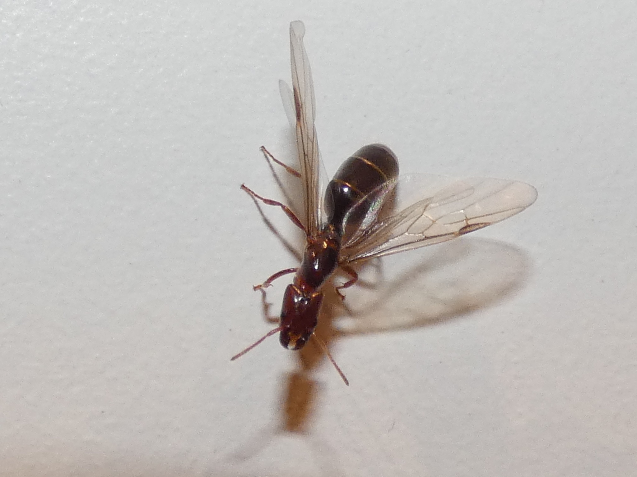 Anonychomyrma froggatti