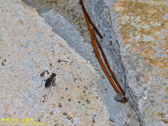 Cylindera kaleea angulimaculata