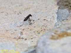 Cylindera kaleea angulimaculata