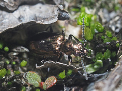 Bembidion bipunctatum
