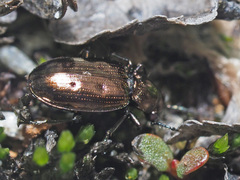 Bembidion bipunctatum