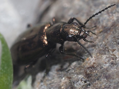 Bembidion bipunctatum