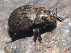 Byrrhus