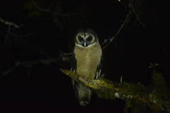 Strix leptogrammica caligata