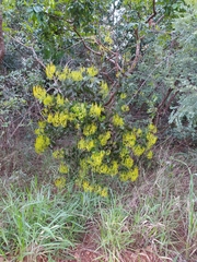 Psittacanthus robustus